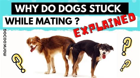 can a dog knot a human|Why Do Male Dogs Get Stuck In Females – [Vet Explains Pets]